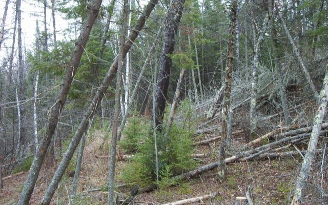 New Firewise partnership launched with Carlton County Soil and Water Conservation District